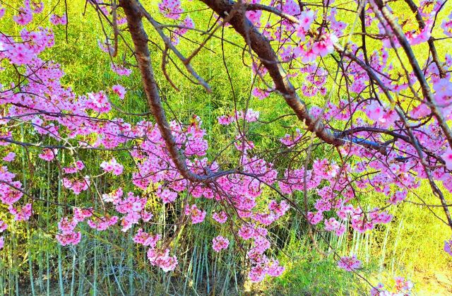 竹林と河津桜