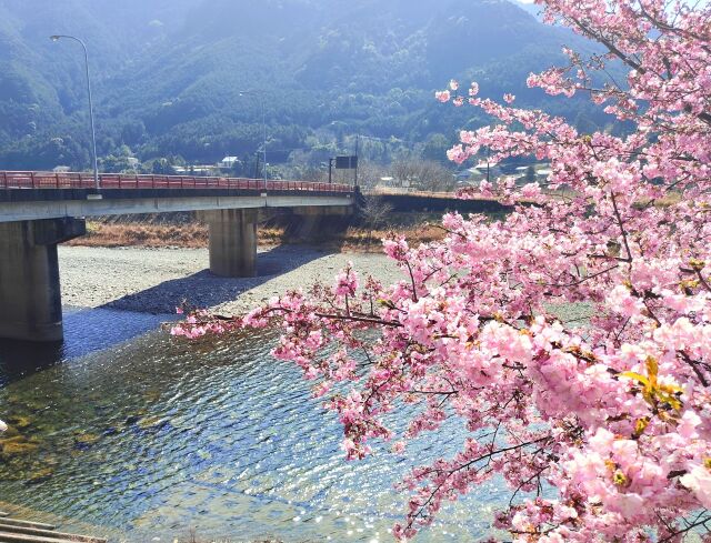 清流銚子川と河津桜