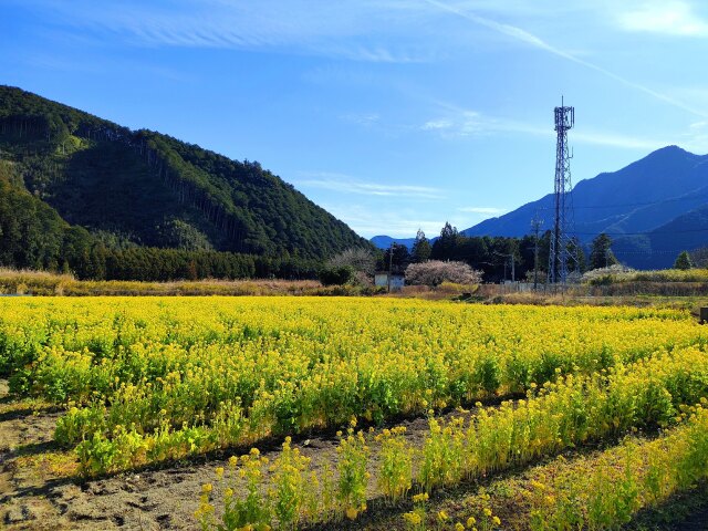 菜の花