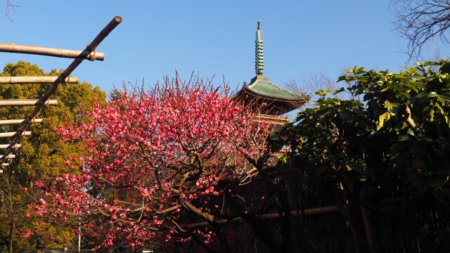 冬の上野東照宮