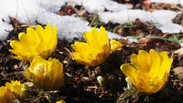 雪中の福寿草