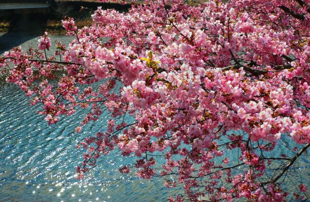 清流銚子川と河津桜