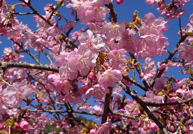 さわやかに 早春の河津桜