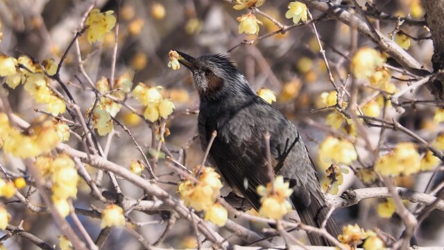 昭和記念公園の蝋梅とヒヨドリ