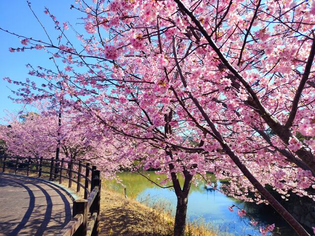 河津桜