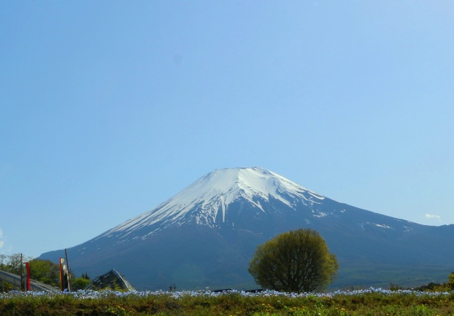 山中湖花の都公園