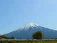 山中湖花の都公園