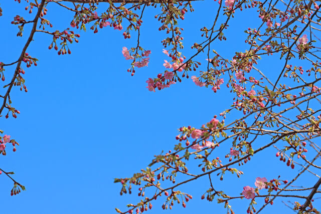 咲き始めた寒緋桜