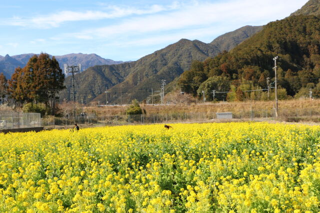 菜の花