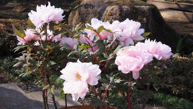 上野東照宮の冬牡丹