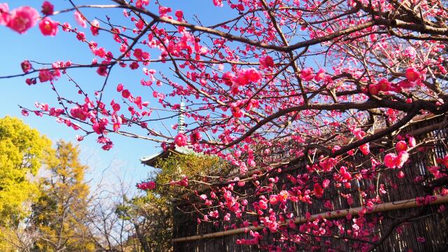 冬の上野東照宮