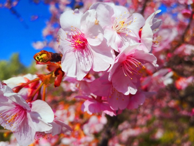 河津桜