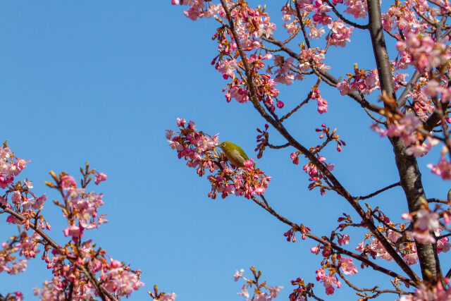 河津桜にメジロ