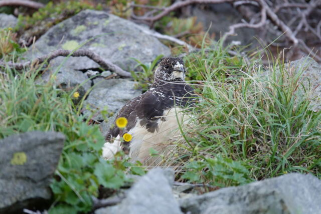 爺ヶ岳の雄雷鳥5