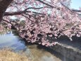 河津桜