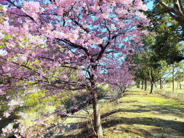 熊野河津桜