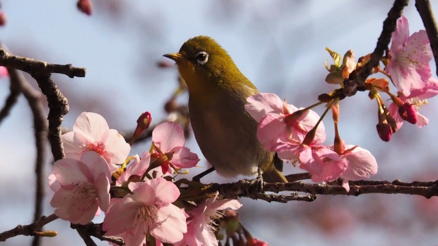 西平畑公園の河津桜とメジロ