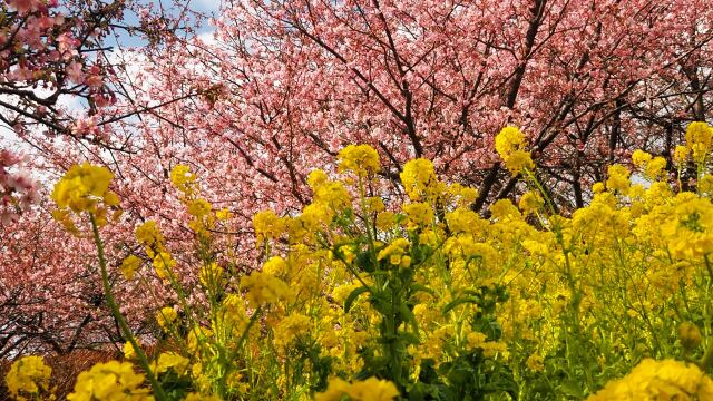 西平畑公園の河津桜と菜の花