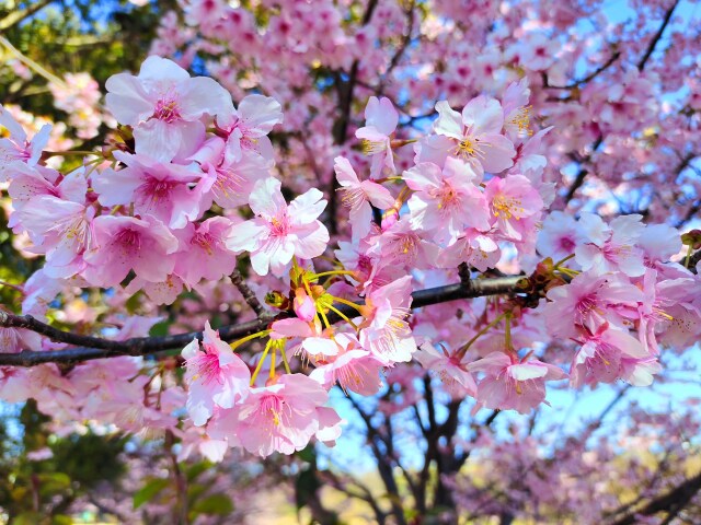 河津桜