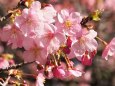 西平畑公園の河津桜