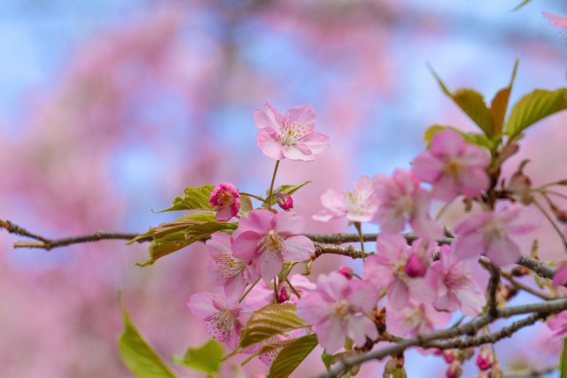 寒緋桜