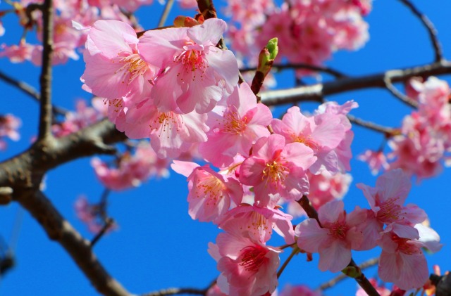 河津桜