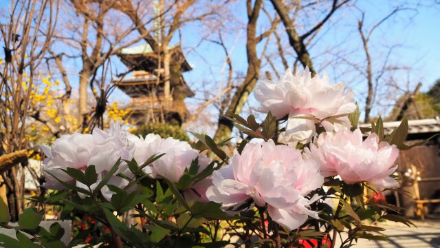 冬の上野東照宮