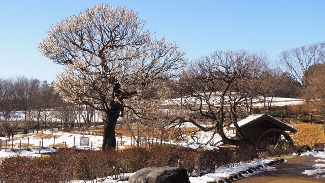 冬の昭和記念公園