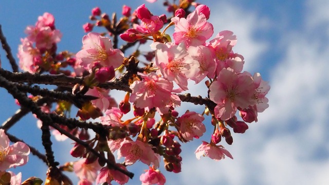 西平畑公園の河津桜