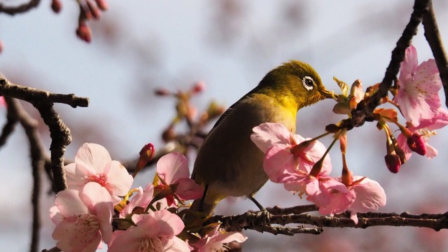 西平畑公園の河津桜とメジロ