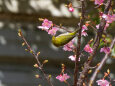 河津桜にメジロ