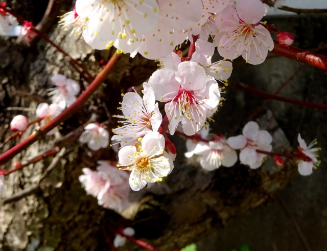 近づく春の梅の花