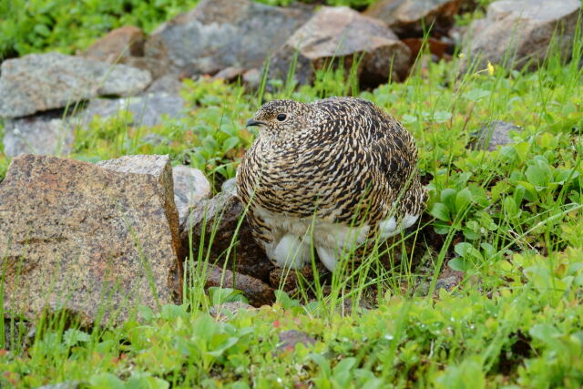 舟越ノ頭のママ雷鳥2