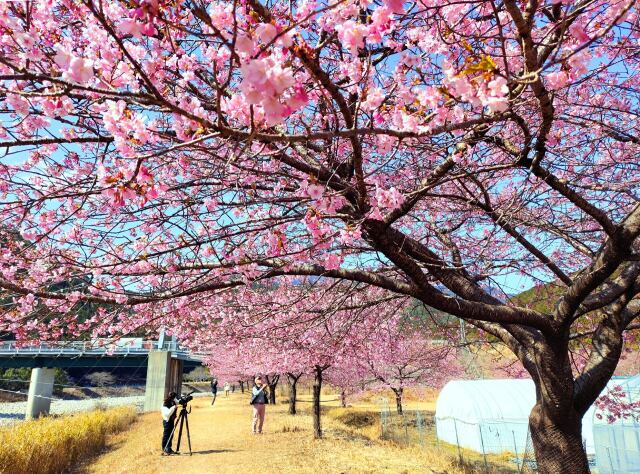 河津桜の並木