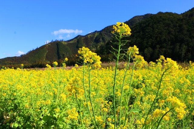 菜の花