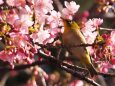 西平畑公園の河津桜とメジロ