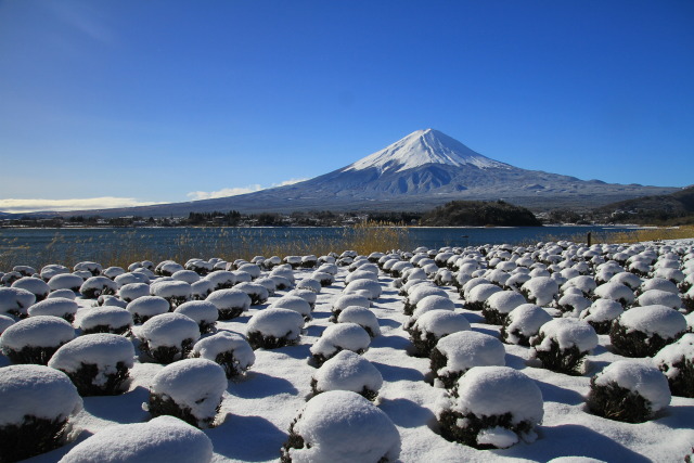 ラベンダー雪の花