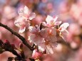 西平畑公園の河津桜