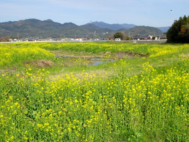 小川に訪れた菜の花いっぱいの春