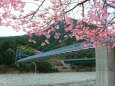 河津桜とつり橋