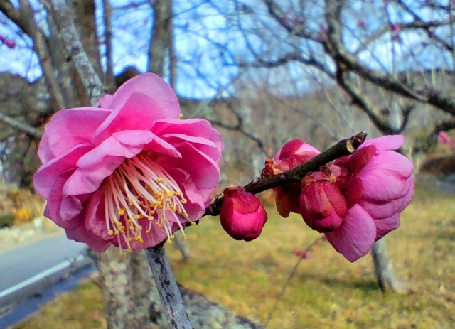 梅の花