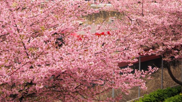 三浦海岸の河津桜