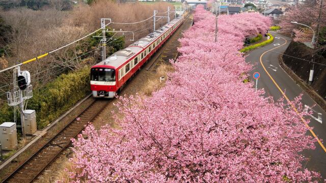 三浦海岸の河津桜と京急電車