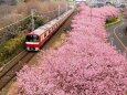 三浦海岸の河津桜と京急電車