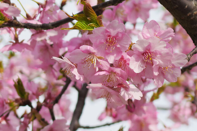 満開の河津桜