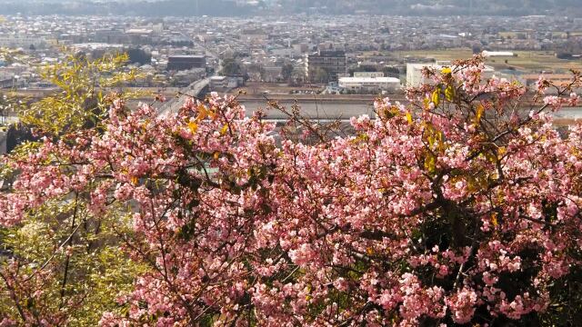 西平畑公園の河津桜