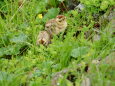 舟越ノ頭のチビ雷鳥4