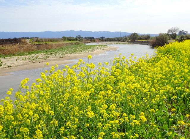 川辺に咲く菜の花