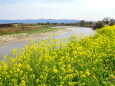 川辺に咲く菜の花