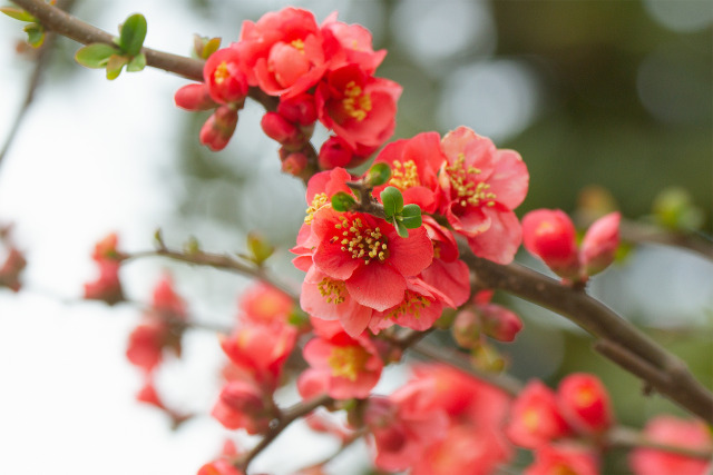 木瓜の花